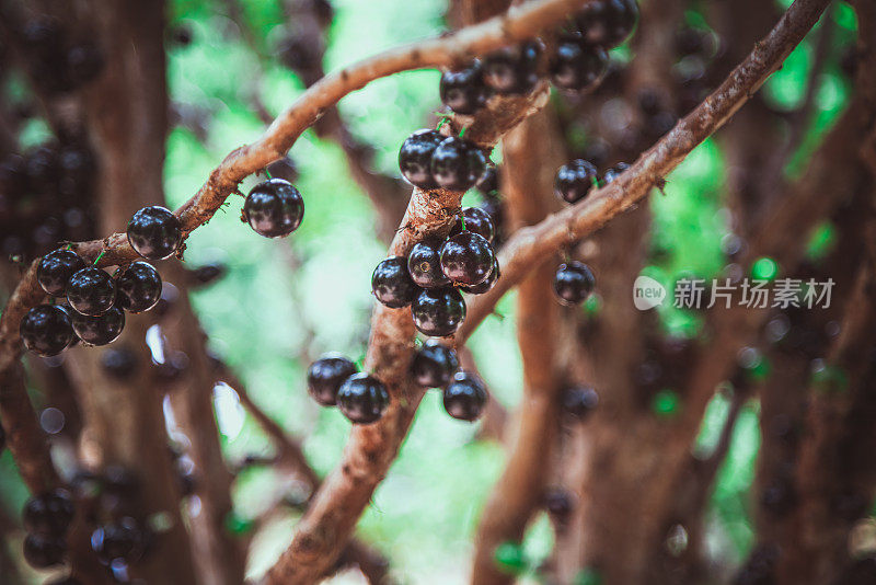 Jabuticaba