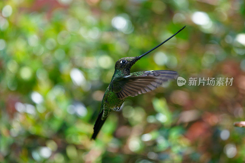 Sword-billed蜂鸟