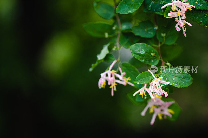 花上的水滴