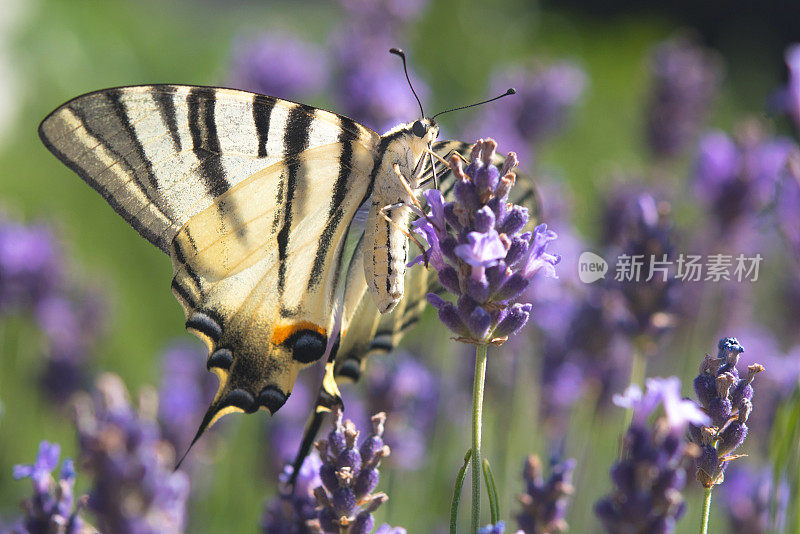 薰衣草地里稀有的燕尾蝶——特写