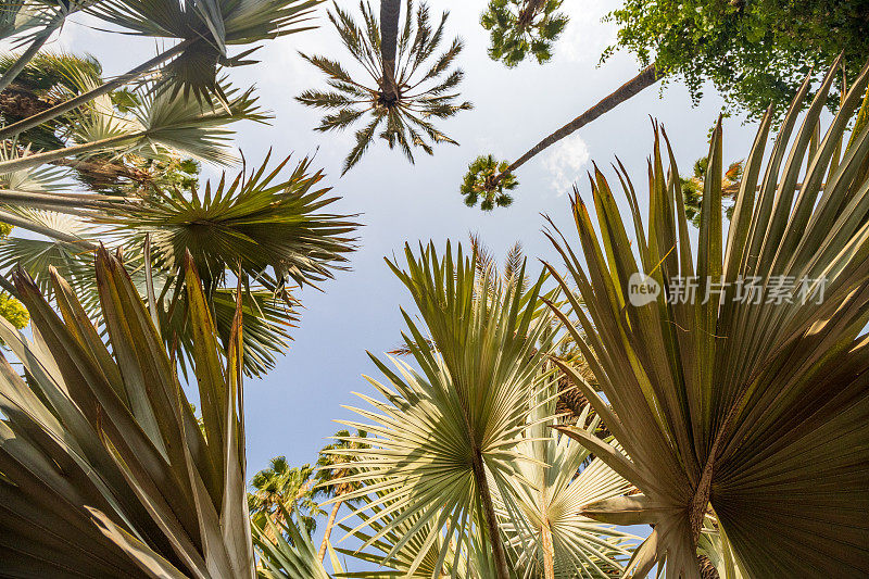 摩洛哥马拉喀什的墨西哥扇棕榈(华盛顿罗布斯塔)