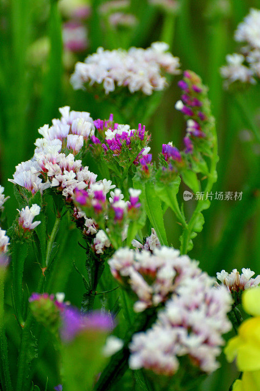 柠檬花:密集的纸状簇，漏斗状花