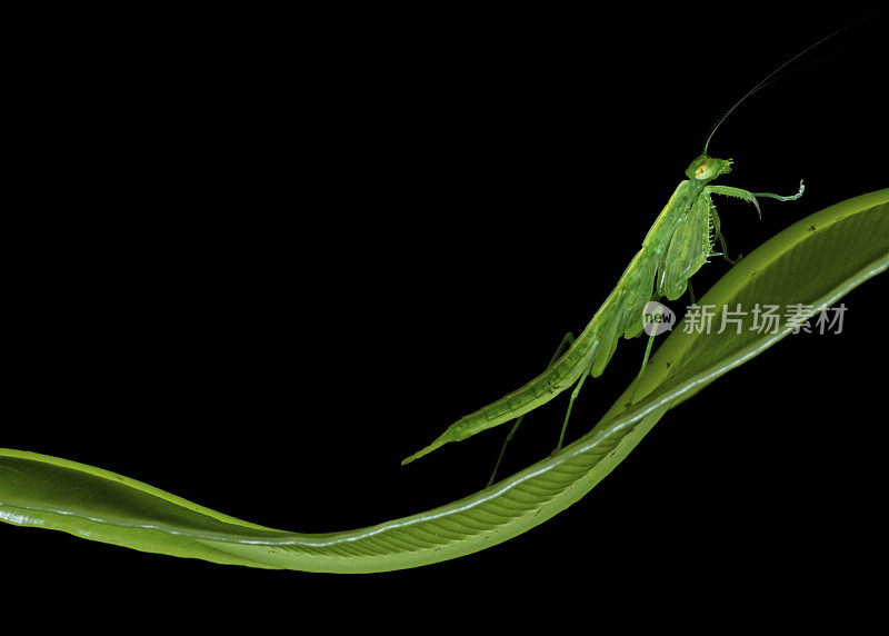 螳螂在曲线蕨叶上的动物行为。