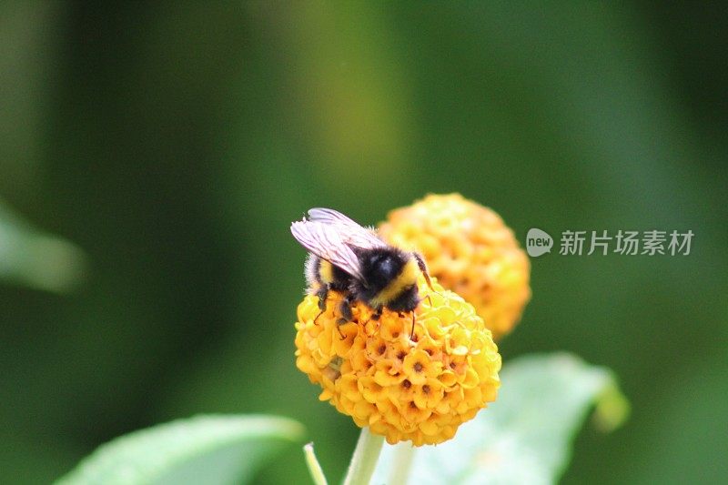 黄尾大黄蜂在金球菊花上