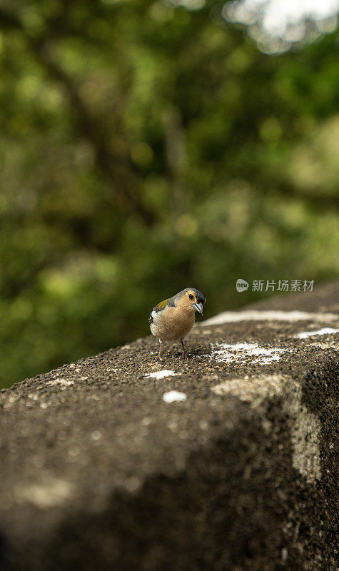 小鸟栖息在石栅栏上的垂直影像