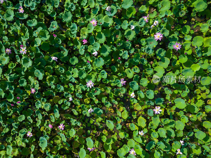 盛开的粉红色莲花在绿色的背景。五颜六色的睡莲或莲花。