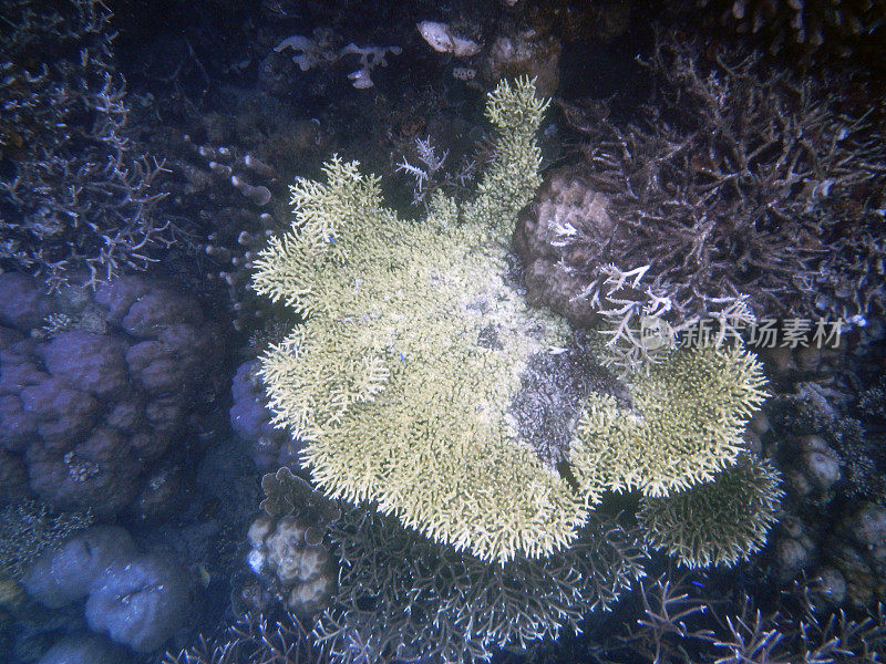 水下珊瑚景观，卡布伊岛，拉贾安帕特，西南巴布亚，印度尼西亚