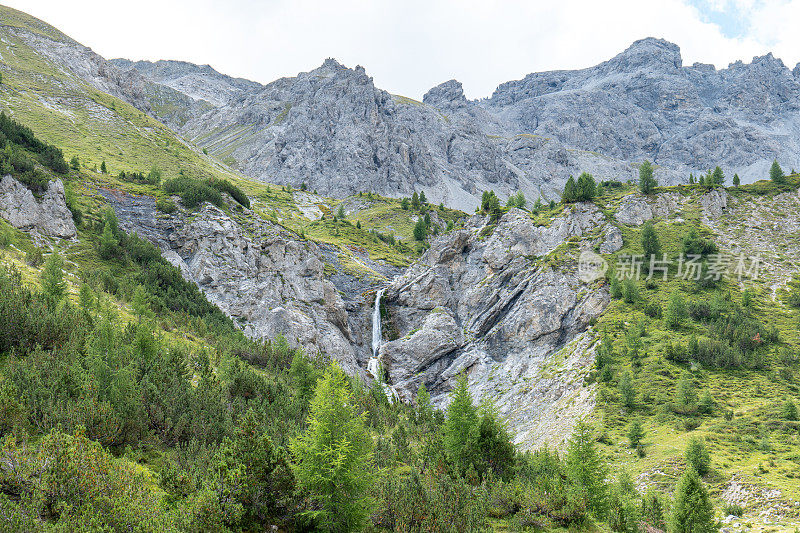 美丽的山和松树林全景在恩加丁地区，瑞士