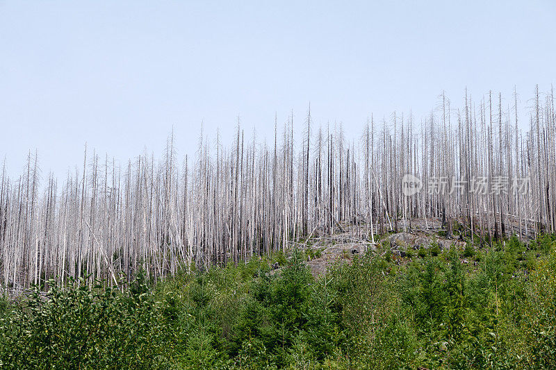 森林大火的残骸