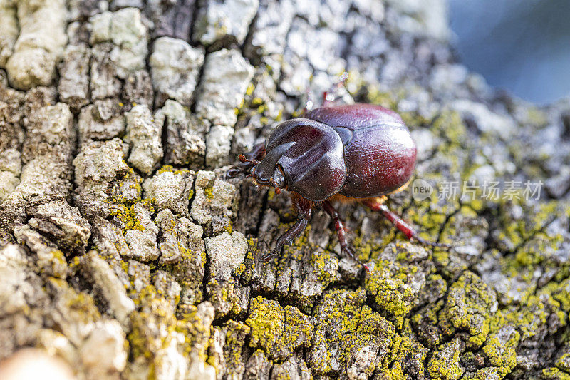 叶根虫-加泰隆尼亚森林生活，雄性甲虫