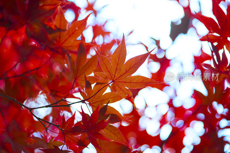 秋天日本菜园子里的红叶