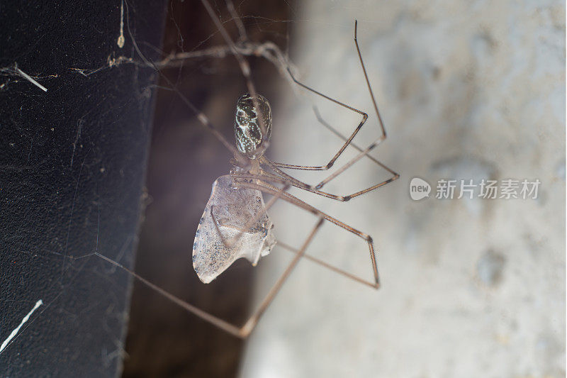 黄墙上的蜘蛛网里的巨蜘蛛吃猎物