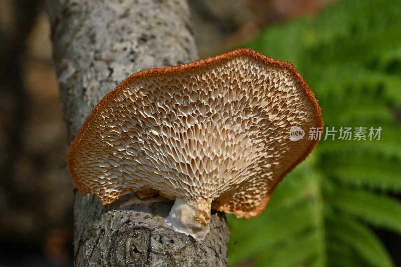 六边形多孔多孔(一种支架真菌或蘑菇