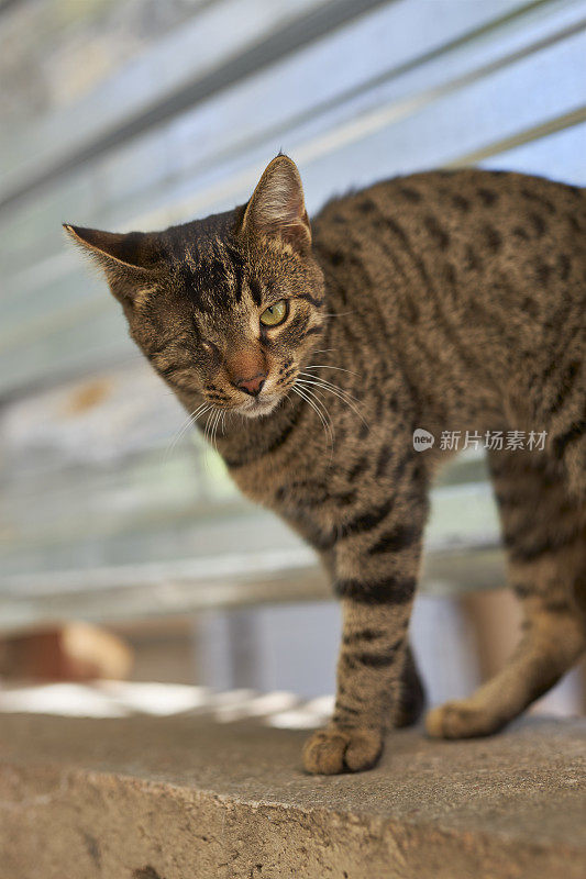 失去一只眼睛的母猫在摆姿势