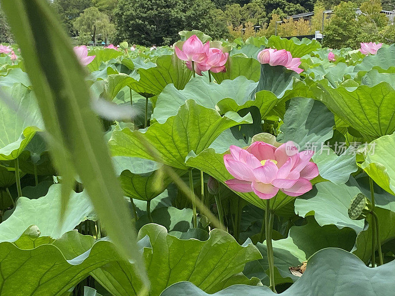 日本-东京-上野公园-新风野债券