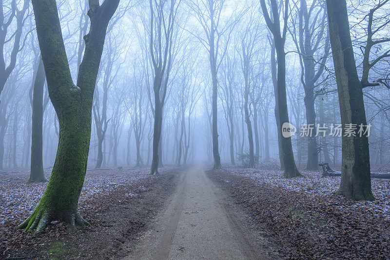 在一个雾蒙蒙的冬日，山毛榉树周围的小雪穿过雾蒙蒙的森林