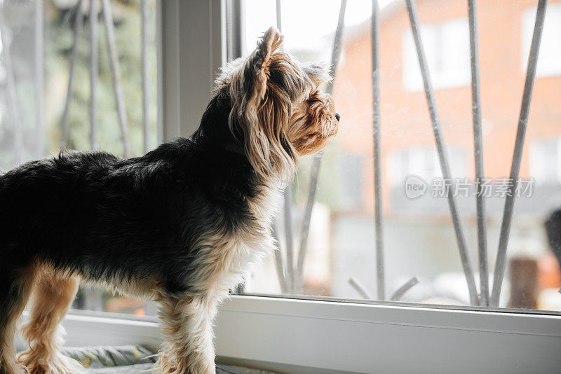 一只约克夏梗狗站在窗台上望着窗外