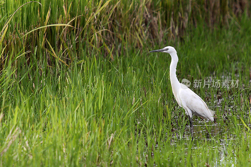 小白鹭观光