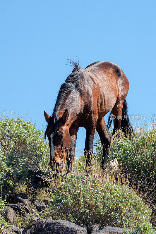在美国亚利桑那州斯科茨代尔附近的盐河沙漠中，一匹深色肝栗子野马走下岩石山