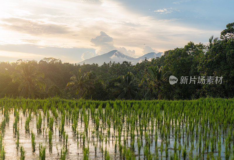 印尼巴厘岛的Tegallalang稻田风景