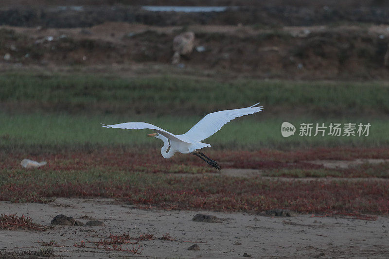 绿地里的白鹭