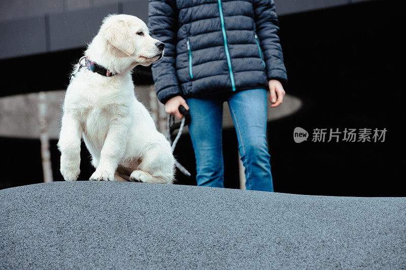 拴着皮带的金毛猎犬和女孩主人一起在城市户外。