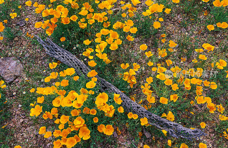 加州血吸虫亚种墨西哥;在索诺兰沙漠发现的墨西哥金罂粟。亚利桑那州皮卡丘峰州立公园。