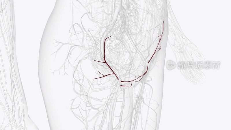 股动脉的分支