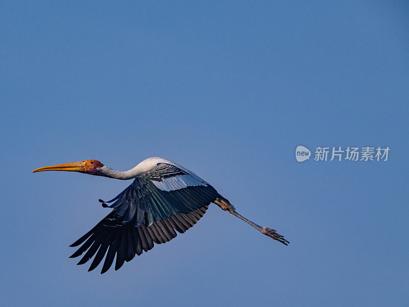 鹳展开翅膀在半空中飞翔