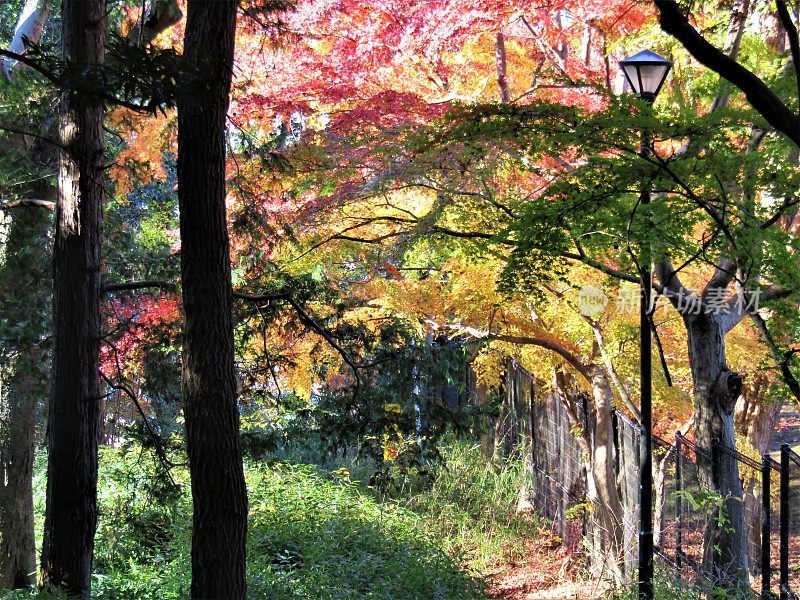 日本。12月。秋天的森林