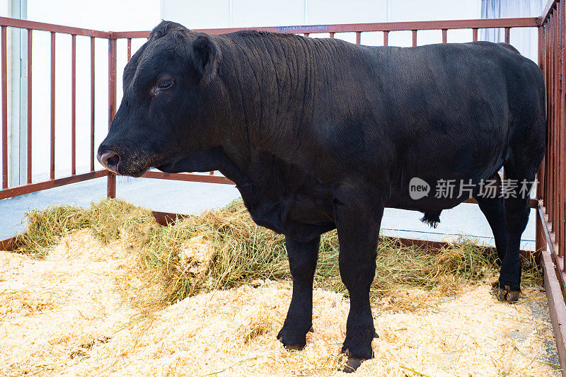 阿伯丁安格斯品种的成年公牛。成年黑牛站在畜栏里。概念——奶牛的繁殖。Valliere用来养牛。农业。饲养牲畜。出售奶牛阿伯丁安格斯。