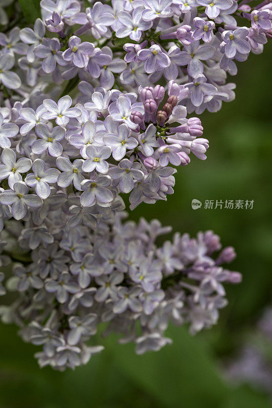 淡紫色的特写