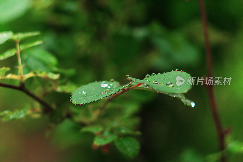 绿色的玫瑰叶子，表面有雨滴。潮湿的天气，降雨后的自然空间和环境特写