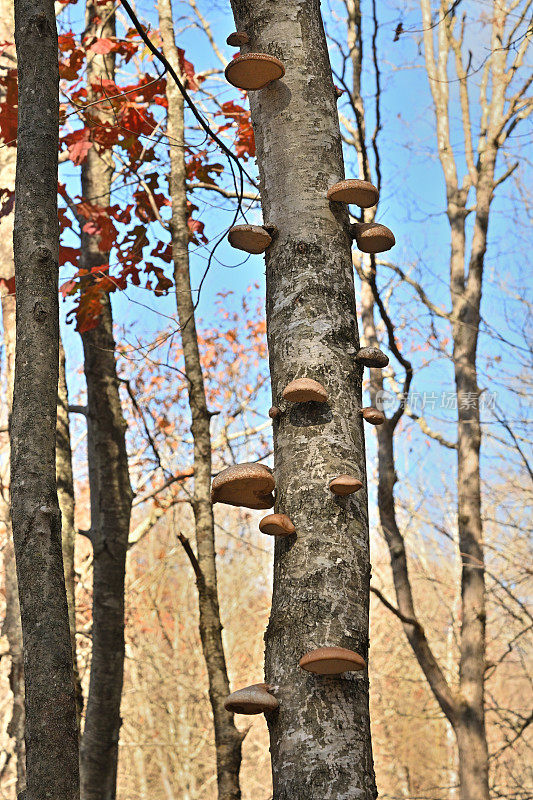 秋天树林里的桦树多孔蘑菇