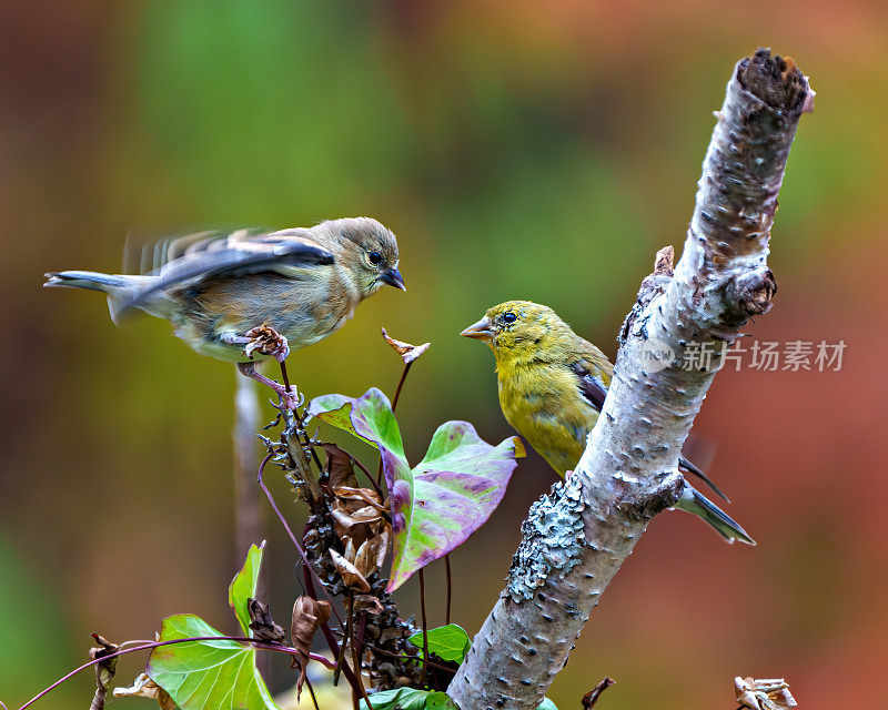 芬奇照片和图像。两只鸟的特写侧视图栖息在桦树树枝上，在它们的环境和栖息地周围有彩色的背景。