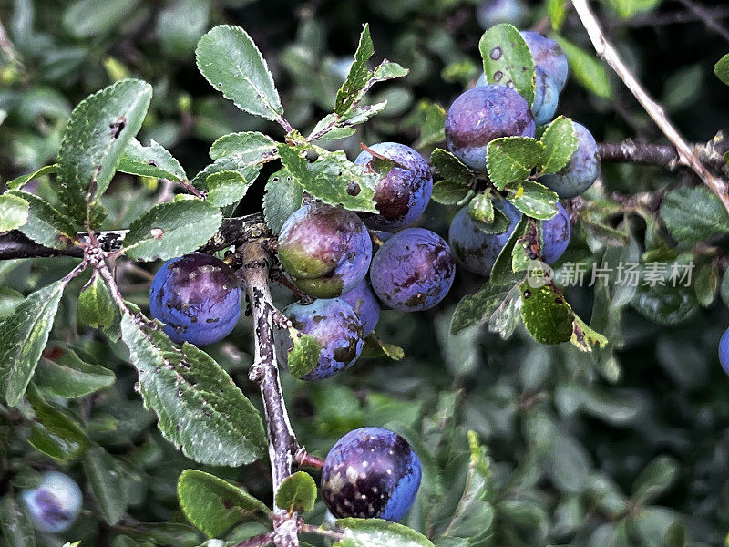 黑刺李浆果