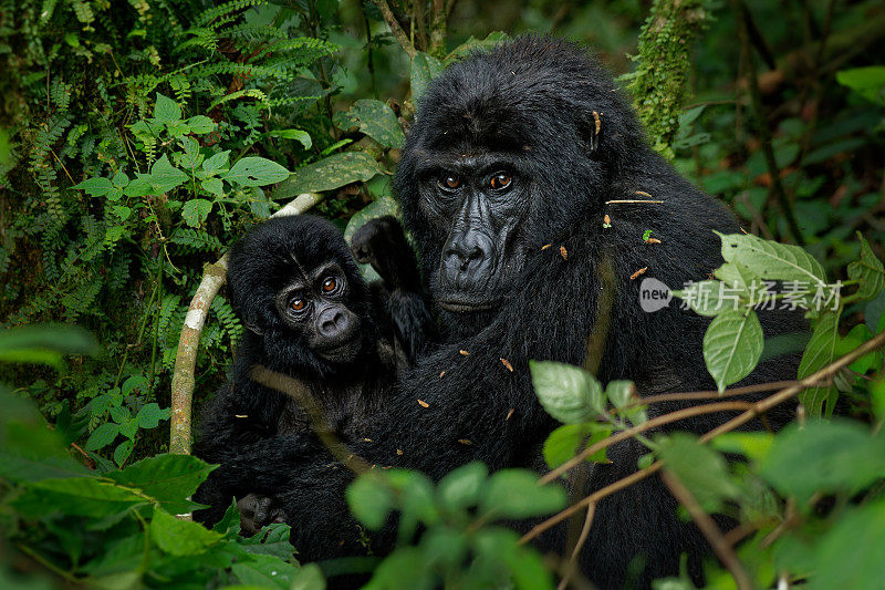 东部大猩猩-白令海大猩猩是极度濒危的现存最大的灵长类动物，低地大猩猩或格劳尔大猩猩(graueri)在绿色雨林中觅食和玩耍。
