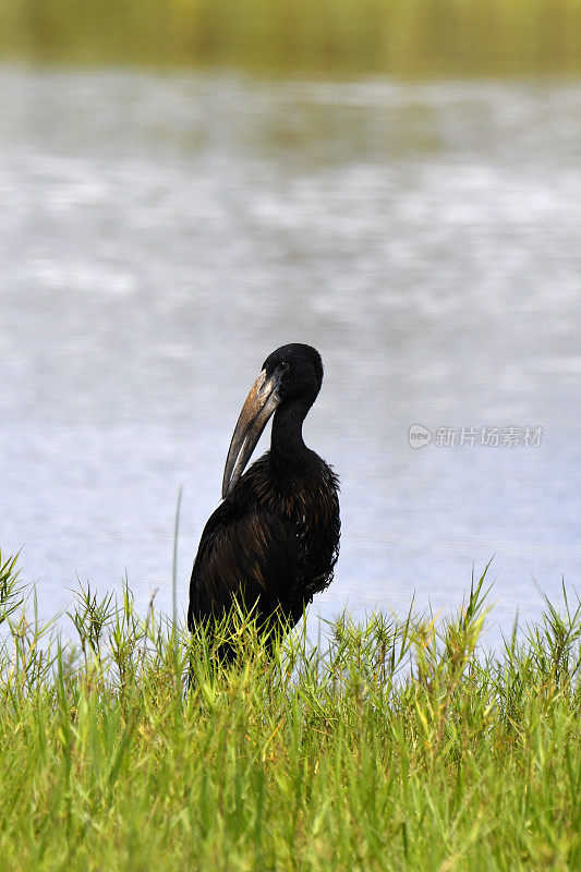 非洲Openbill