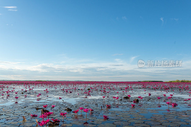 泰国乌隆他尼省清晨的红莲湖美景