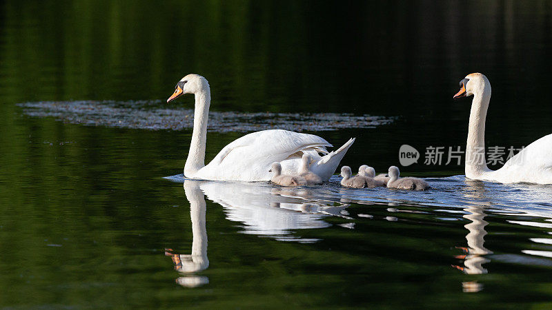 一个沉默的天鹅家庭和六只可爱的小天鹅在池塘里