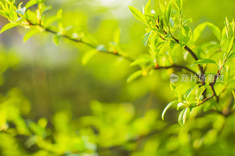 树枝上的绿叶。春天的自然背景。