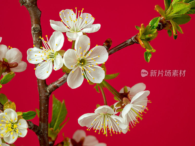 一张酸樱桃树开花的照片，在红色的背景上生长。盛开的小白花樱。