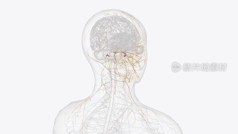 脑神经是在大脑的腹侧(底部)表面可以看到的12对神经