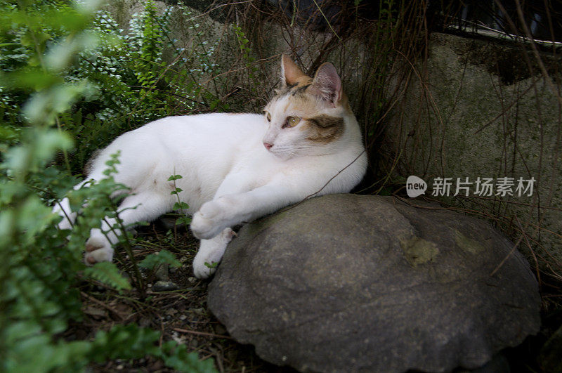 野蕨叶与猫