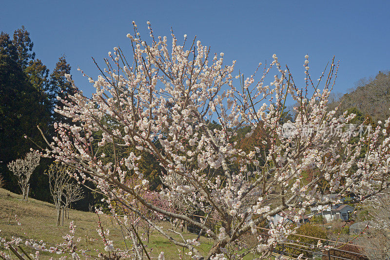 吉野巴林公园