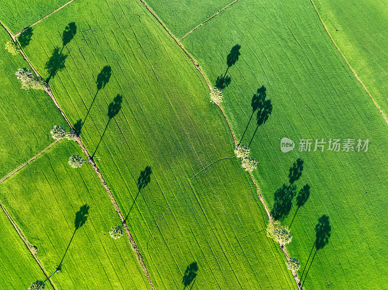 泰国绿树成荫的稻田鸟瞰图。以上是农田的视图。水稻。绿色稻田的自然格局。自然之美。可持续农业。碳中立。