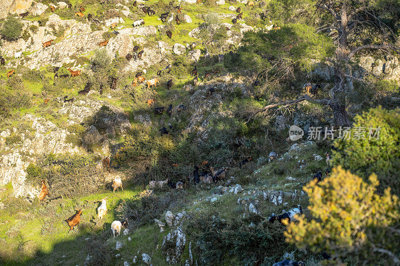 一大群山羊在多岩石的山上吃草。四月明亮的Halkidiki