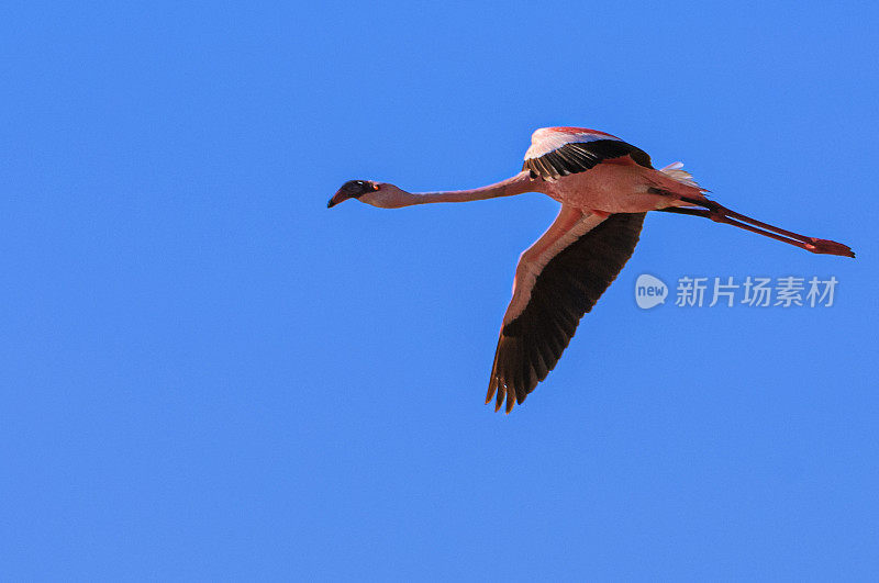 一群小火烈鸟在纳库鲁湖上空飞行