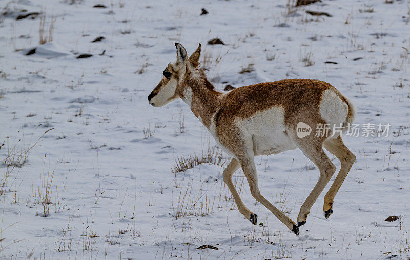 冬季，怀俄明州黄石国家公园里的美洲叉角羚。在雪地上奔跑。在地上。