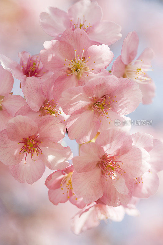 樱花，日本群马县志岛公园。